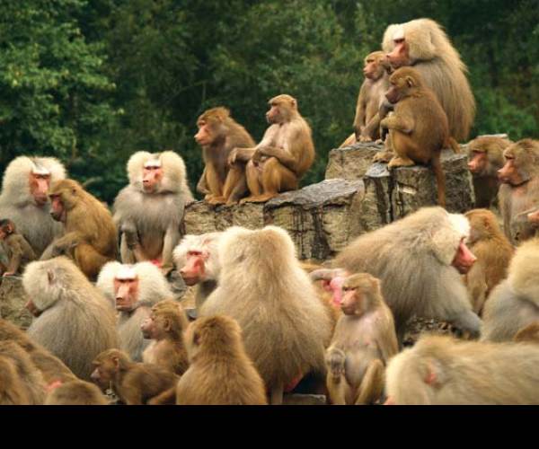 Harem Monkey