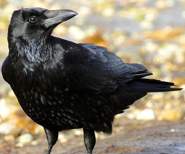 Carrion