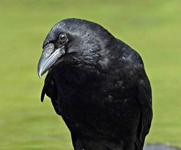 Carrion