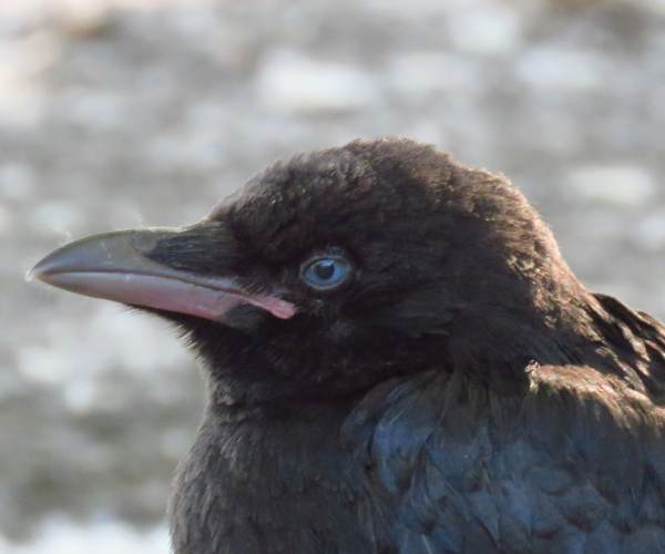 Carrion