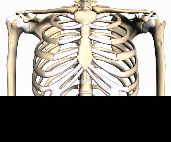 Bone