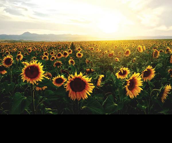 SunFlowers