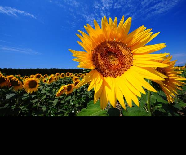 SunFlowers