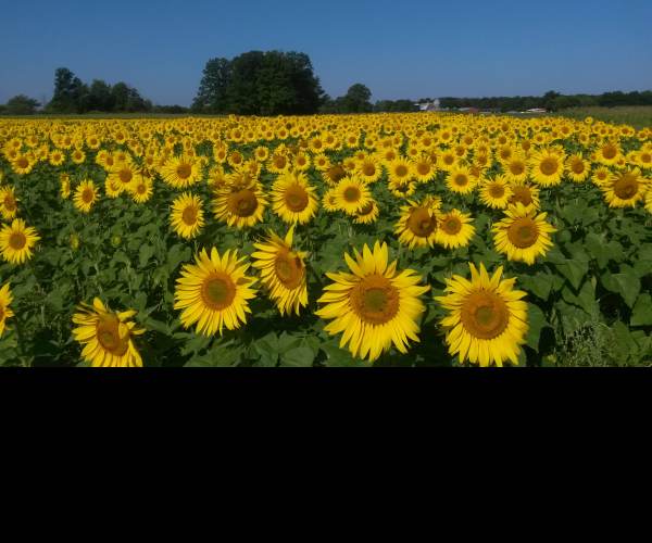 SunFlowers