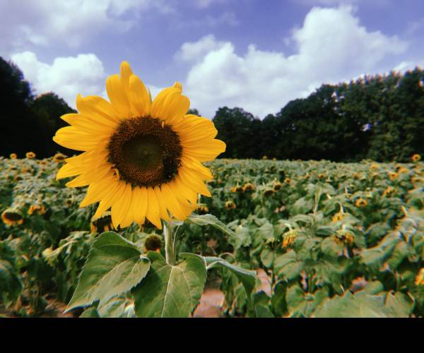 SunFlowers