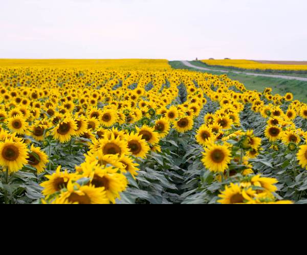SunFlowers