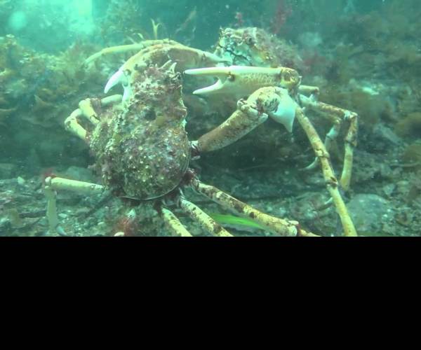Fight Crab