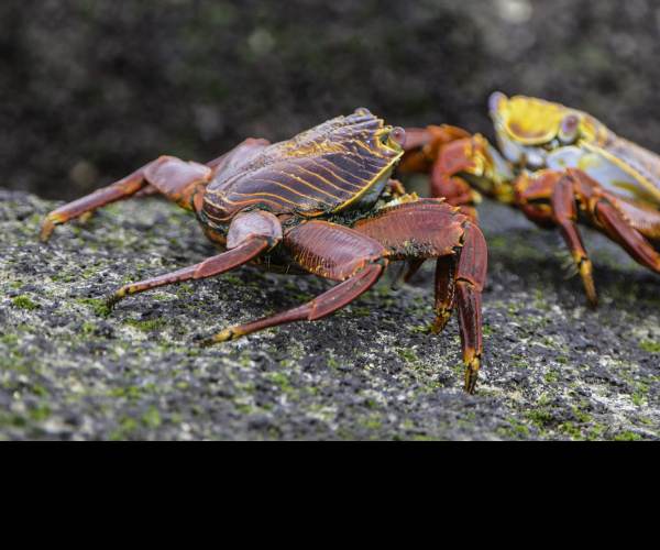 Fight Crab