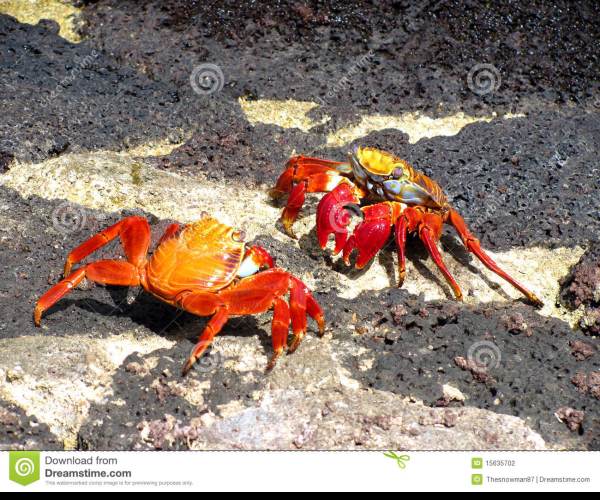 Fight Crab