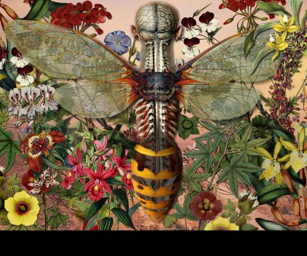 Metamorphosis