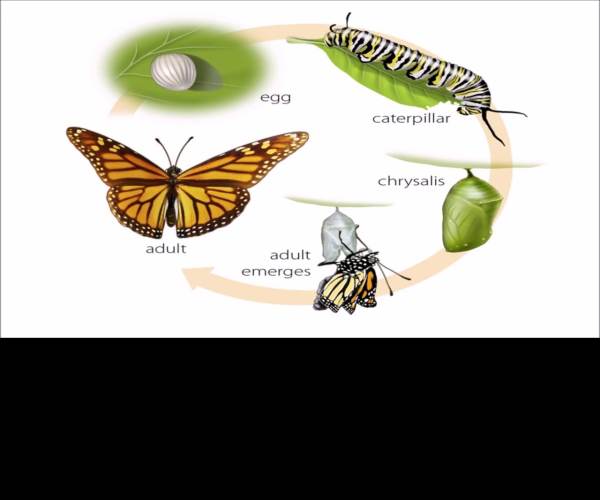 Metamorphosis