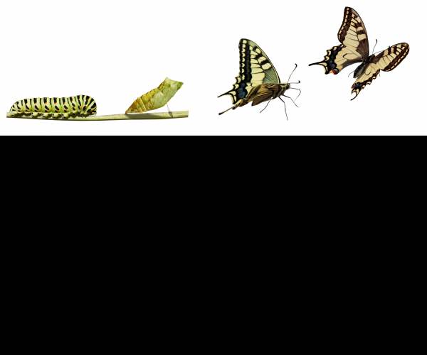 Metamorphosis