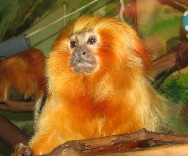 Tamarin
