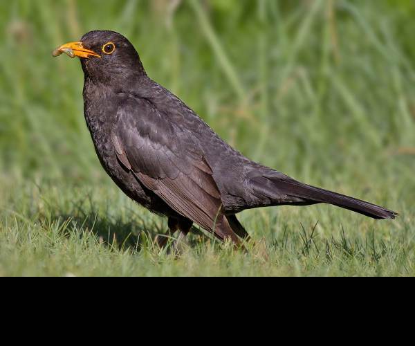BLACK BIRD