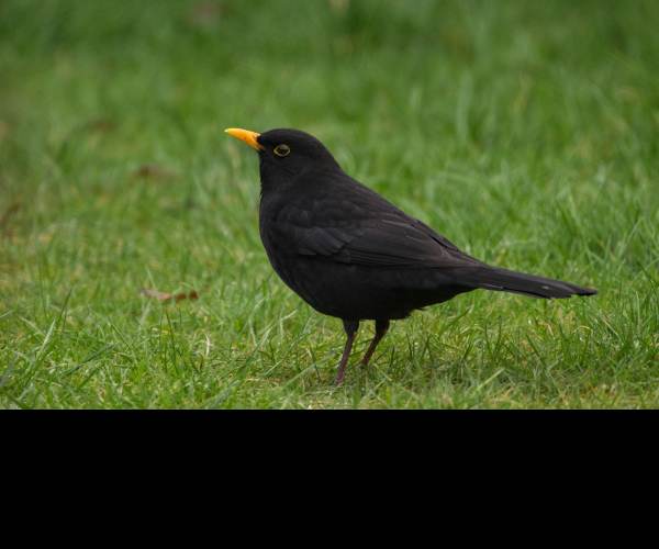 BLACK BIRD