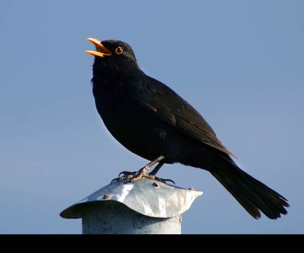 BLACK BIRD