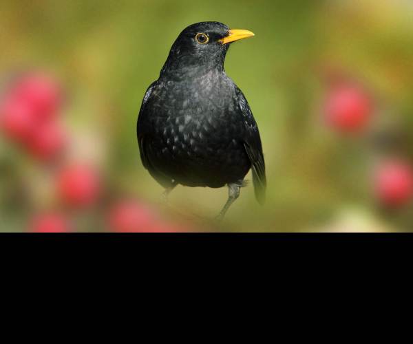 BLACK BIRD