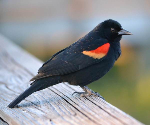 BLACK BIRD