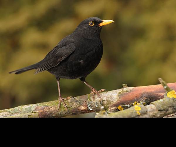 BLACK BIRD