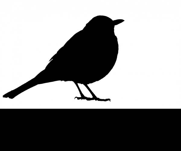 BLACK BIRD