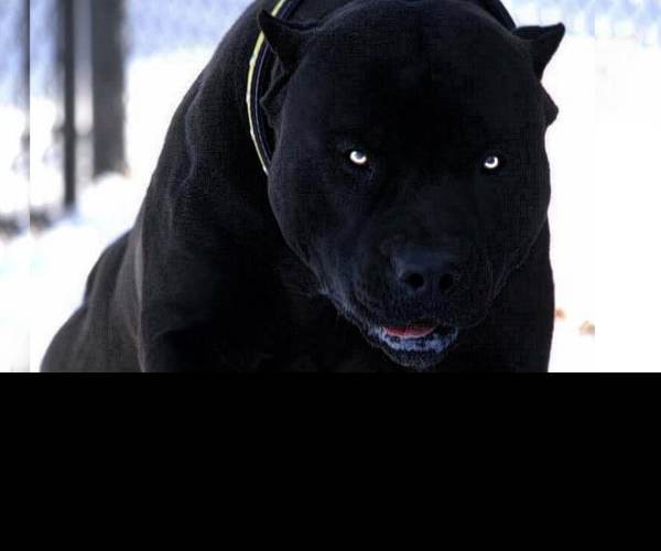 Breed