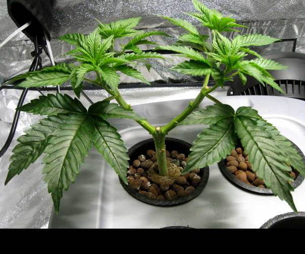Mainlining