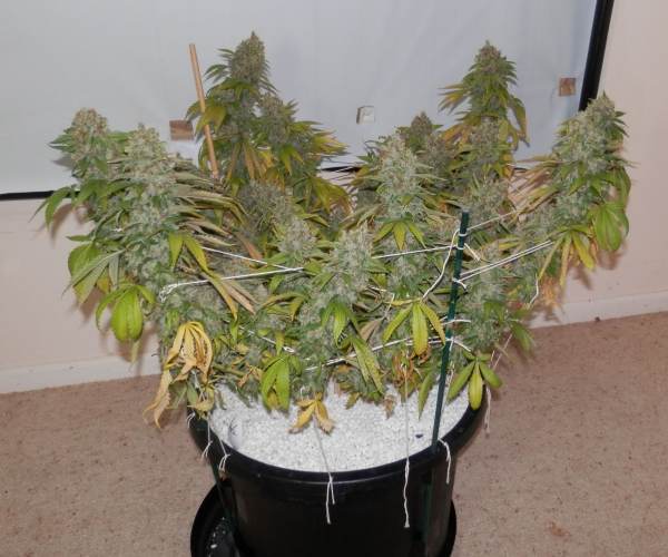 Mainlining