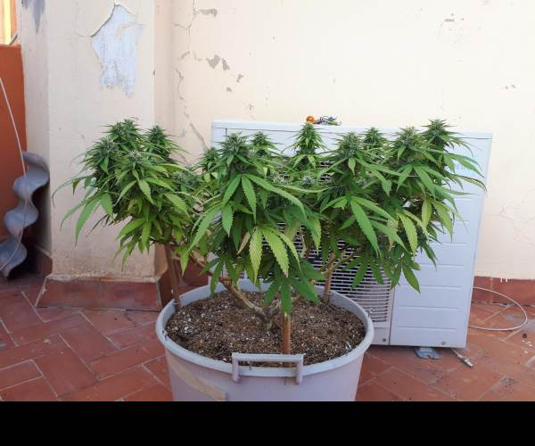Mainlining