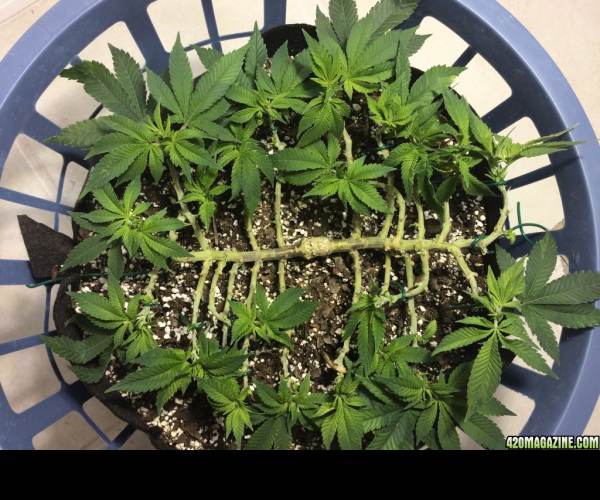 Mainlining