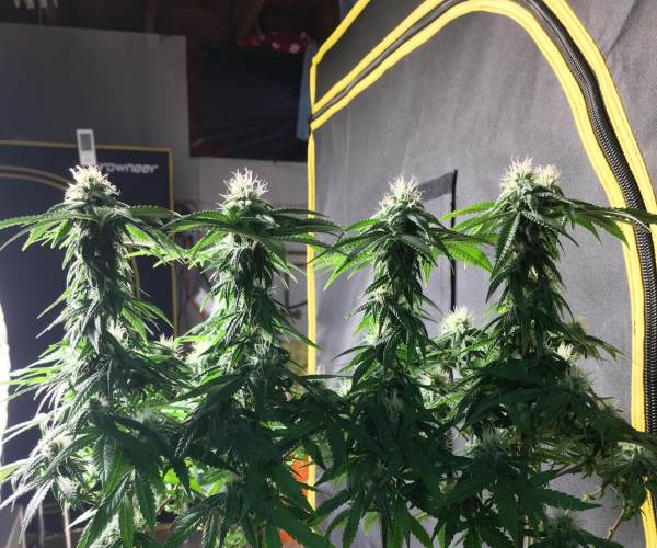 Mainlining