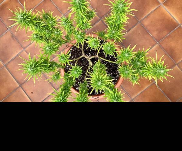 Mainlining