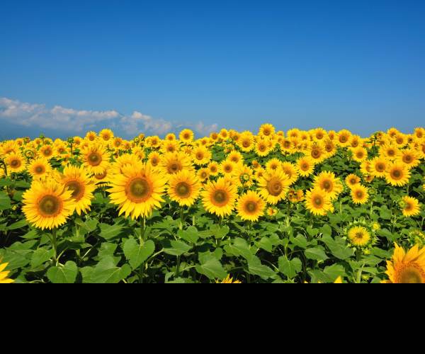 Himawari - The Sunflower