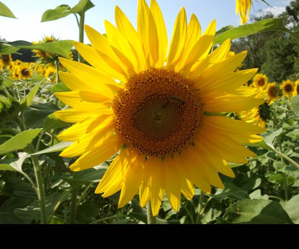 Himawari - The Sunflower