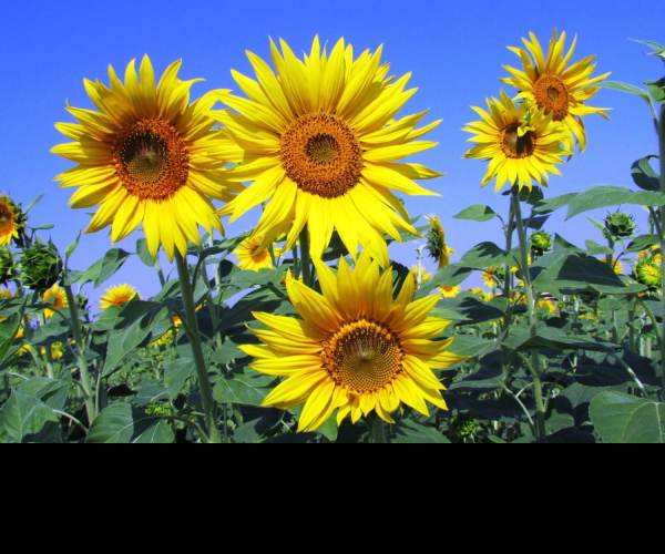 Himawari - The Sunflower
