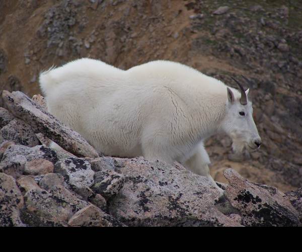 Mountain Goat Mountain