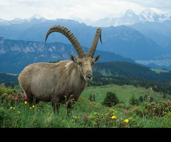 Mountain Goat Mountain