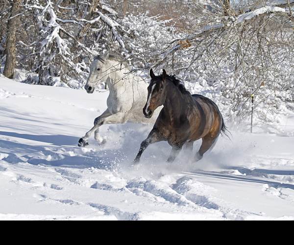 Snow Horse