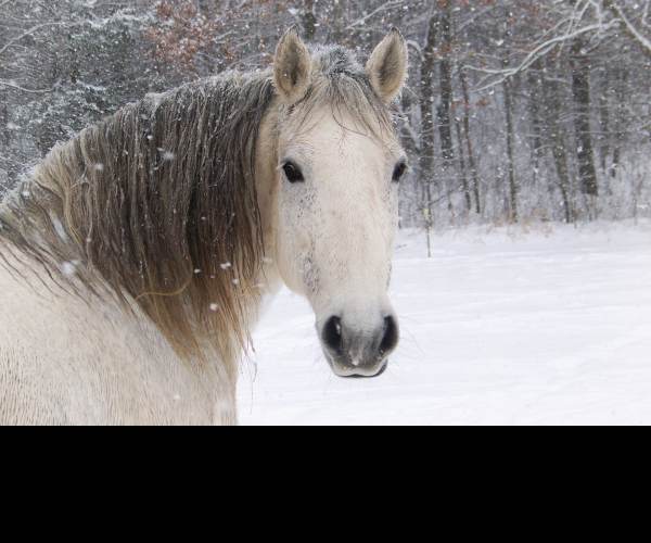Snow Horse