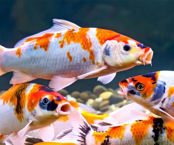 KOI