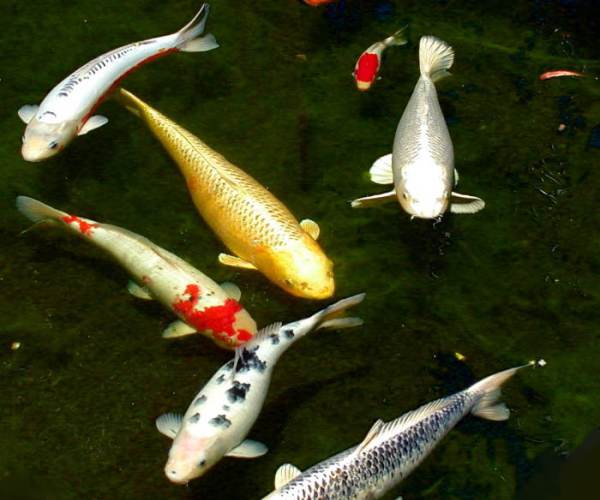 KOI