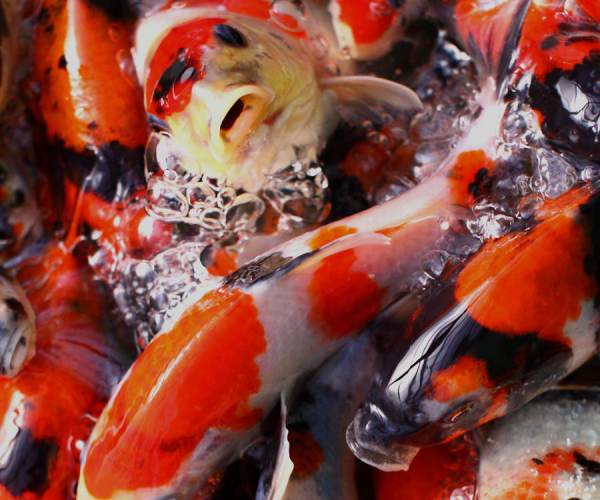 KOI