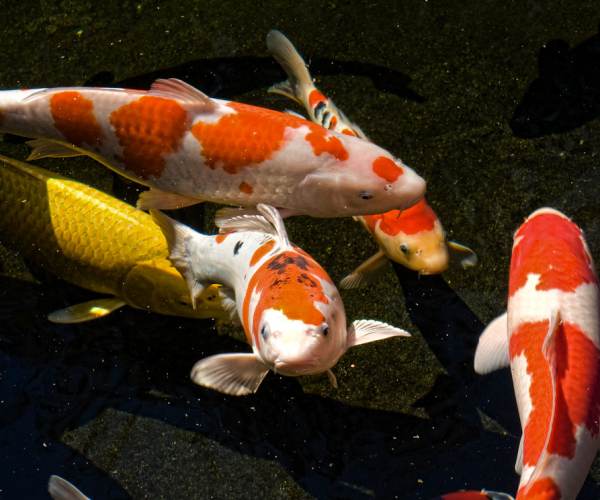 KOI