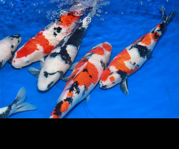 KOI