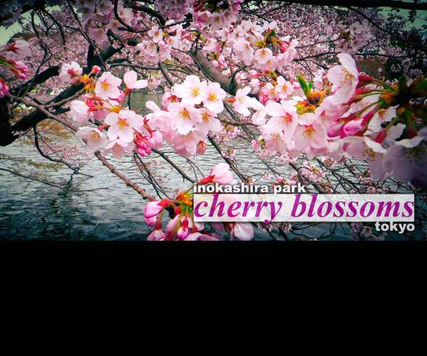 Hakuoki: Edo Blossoms