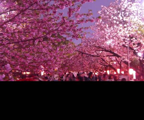 Hakuoki: Edo Blossoms