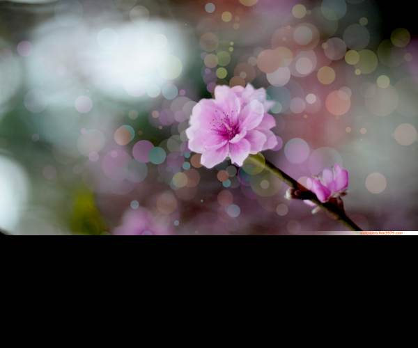 Hakuoki: Edo Blossoms