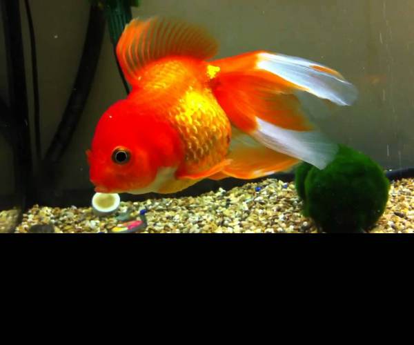 Dropsy