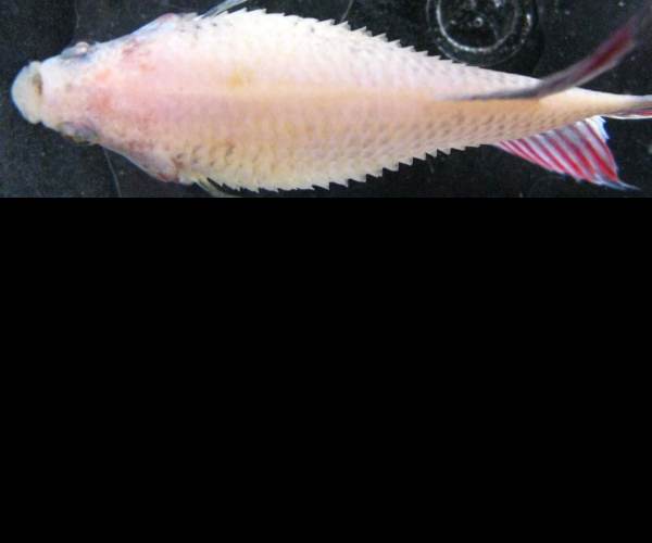 Dropsy
