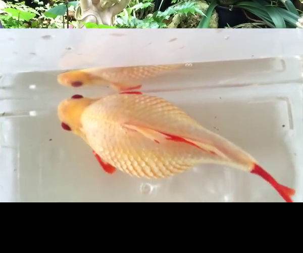 Dropsy