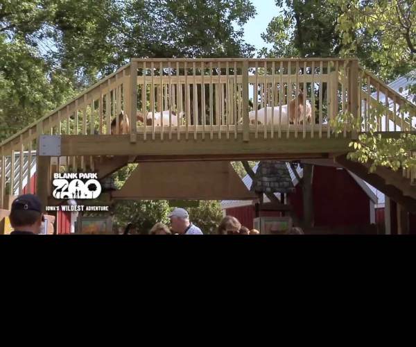 Goats On A Bridge